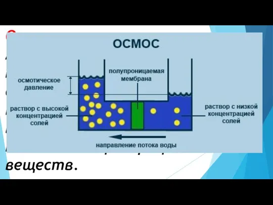 Осмос – это перемещение молекул воды через полупроницаемую мембрану из области с