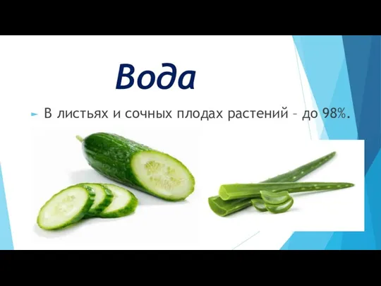 Вода В листьях и сочных плодах растений – до 98%.