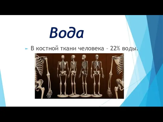 Вода В костной ткани человека – 22% воды.