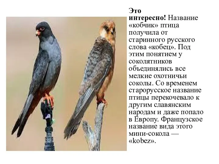 Это интересно! Название «кобчик» птица получила от старинного русского слова «кобец». Под