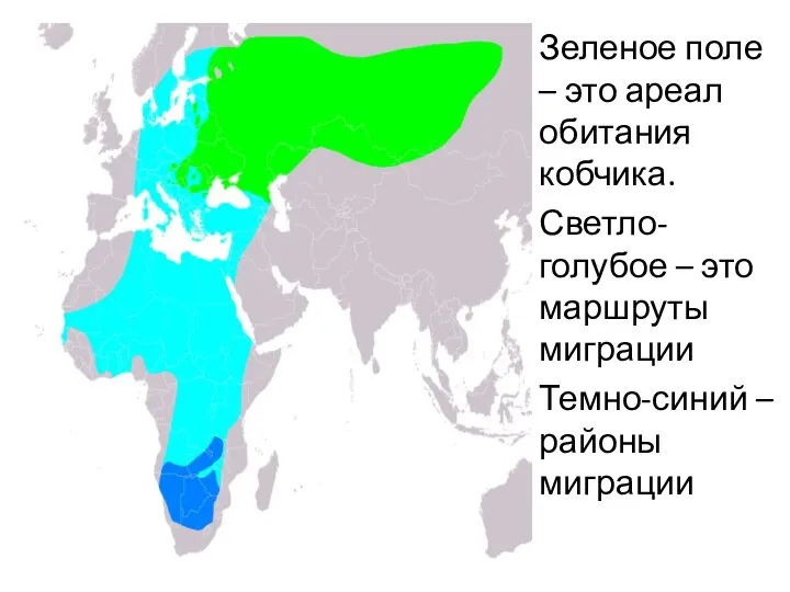 Зеленое поле – это ареал обитания кобчика. Светло-голубое – это маршруты миграции Темно-синий – районы миграции