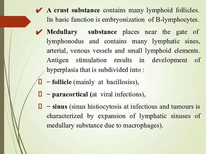 A crust substance contains many lymphoid follicles. Its basic function is embryonization