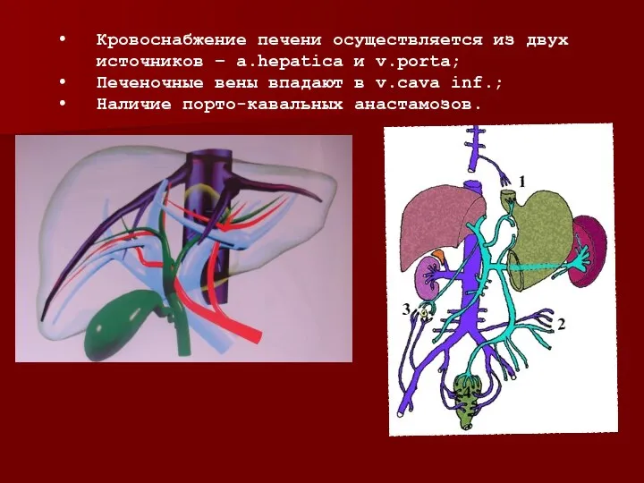 Кровоснабжение печени осуществляется из двух источников – a.hepatica и v.porta; Печеночные вены