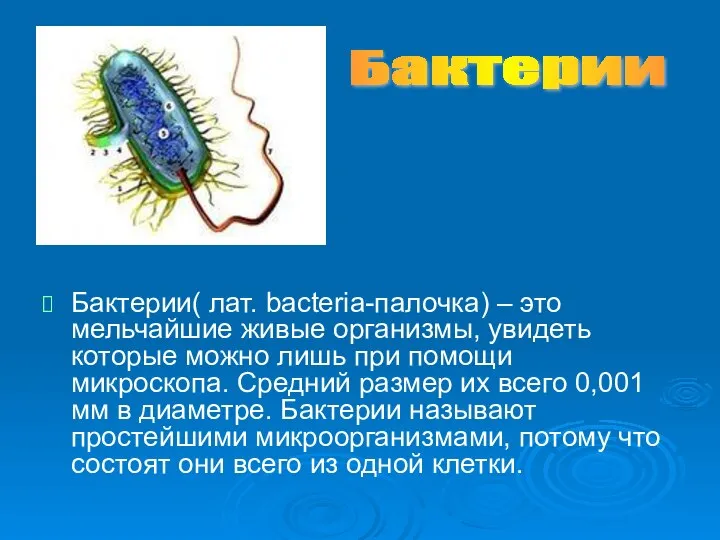 Бактерии( лат. bacteria-палочка) – это мельчайшие живые организмы, увидеть которые можно лишь