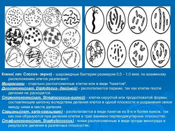 Кокки( лат. Coccus- зерно) - шаровидные бактерии размером 0,5 - 1,0 мкм;