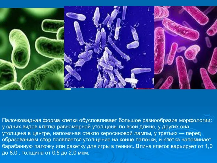 Палочковидная форма клетки обусловливает большое разнообразие морфологии: у одних видов клетка равномерной