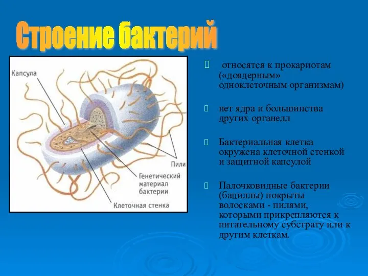 относятся к прокариотам («доядерным» одноклеточным организмам) нет ядра и большинства других органелл
