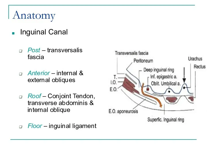 Anatomy Inguinal Canal Post – transversalis fascia Anterior – internal & external