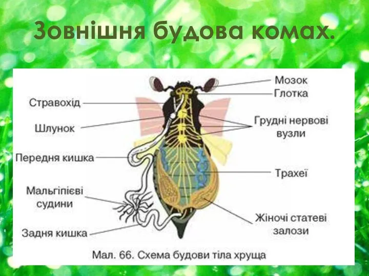 Зовнішня будова комах.