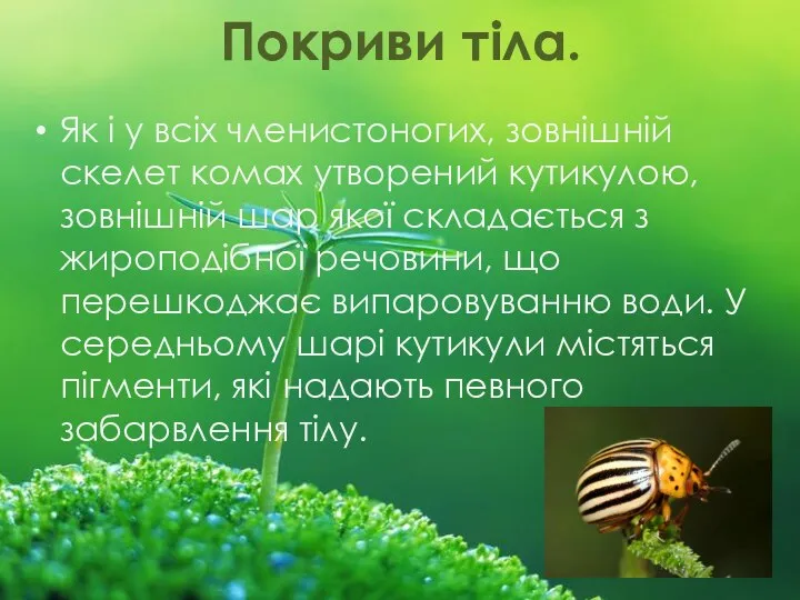 Покриви тіла. Як і у всіх членистоногих, зовнішній скелет комах утворений кутикулою,