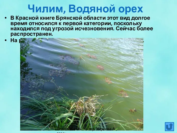 Чилим, Водяной орех В Красной книге Брянской области этот вид долгое время