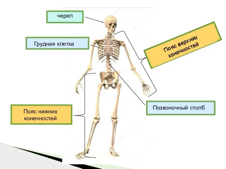 череп Грудная клетка Позвоночный столб Пояс верхних конечностей Пояс нижних конечностей