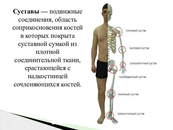 Суставы — подвижные соединения, область соприкосновения костей в которых покрыта суставной сумкой