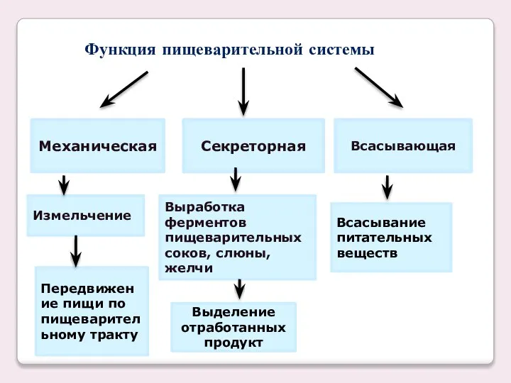 Функция пищеварительной системы Механическая Секреторная Всасывающая Измельчение Выработка ферментов пищеварительных соков, слюны,