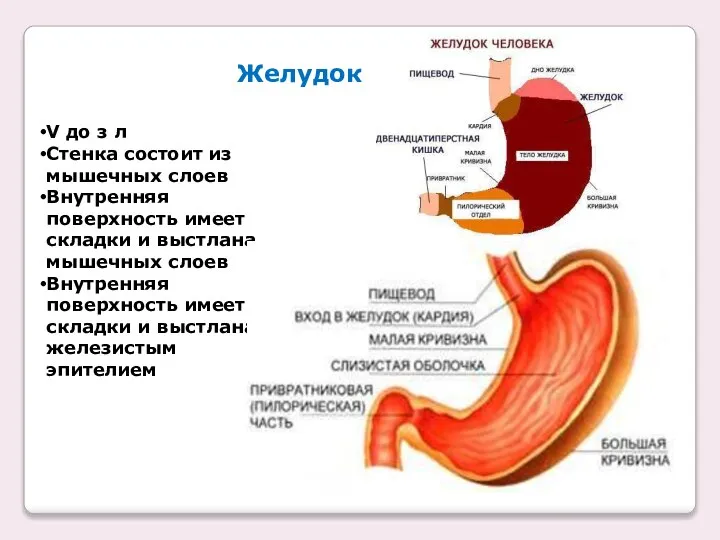 Желудок V до з л Стенка состоит из мышечных слоев Внутренняя поверхность