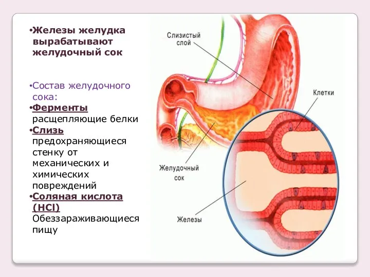 Железы желудка вырабатывают желудочный сок Состав желудочного сока: Ферменты расщепляющие белки Слизь