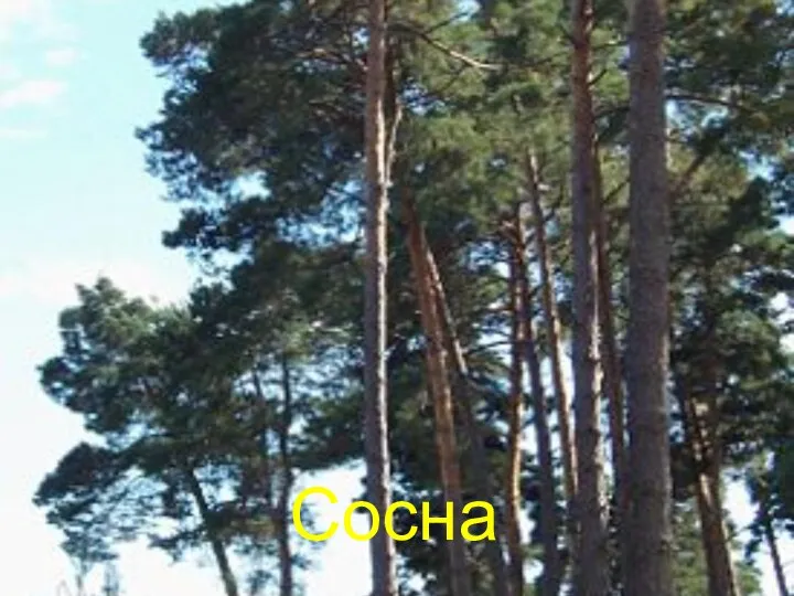 Сосна