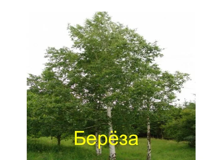 Берёза