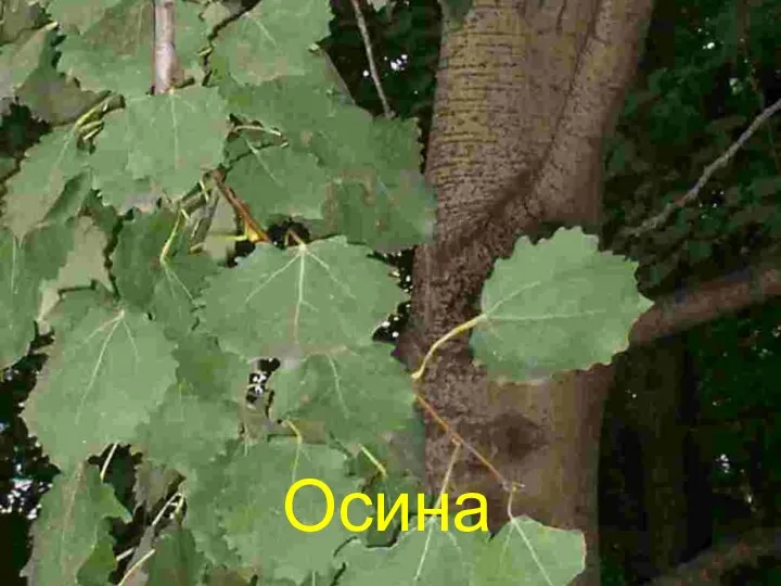 Осина