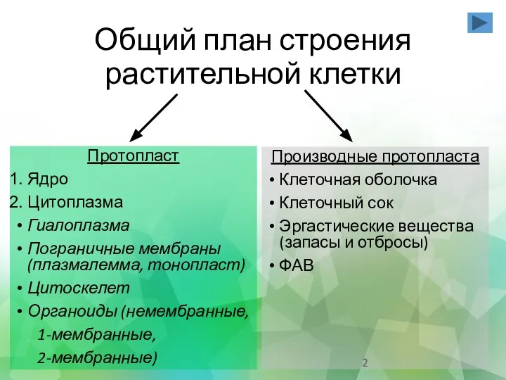 Общий план строения растительной клетки Протопласт Ядро Цитоплазма Гиалоплазма Пограничные мембраны (плазмалемма,