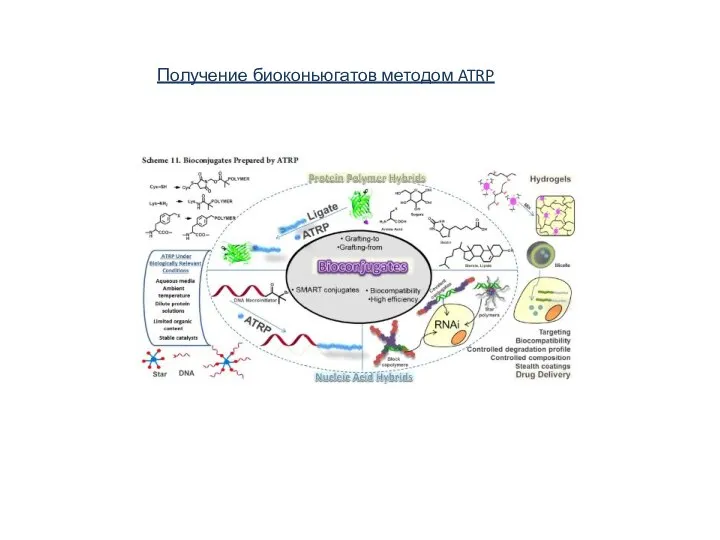 Получение биоконьюгатов методом ATRP