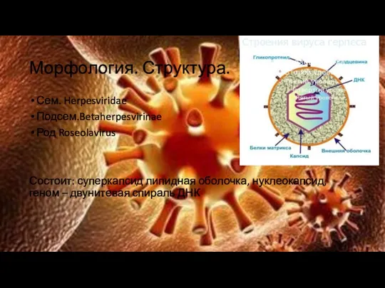 Морфология. Структура. Сем. Herpesviridae Подсем.Betaherpesvirinae Род Roseolavirus Состоит: суперкапсид липидная оболочка, нуклеокапсид,