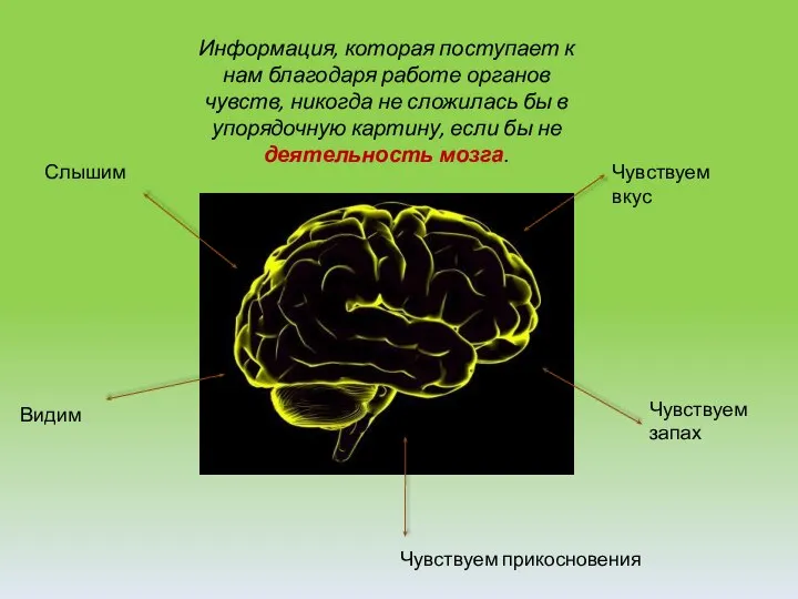 Информация, которая поступает к нам благодаря работе органов чувств, никогда не сложилась