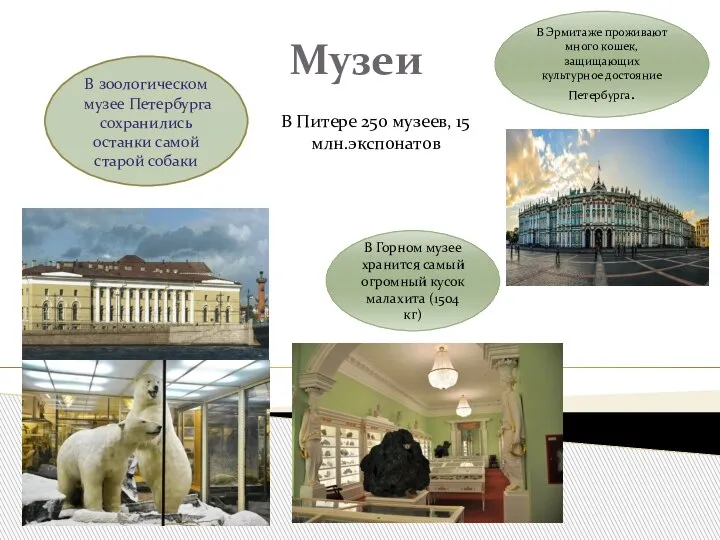Музеи В зоологическом музее Петербурга сохранились останки самой старой собаки В Горном