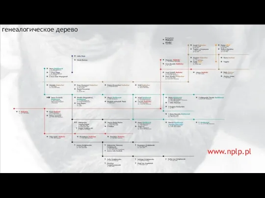 генеалогическое дерево www.nplp.pl