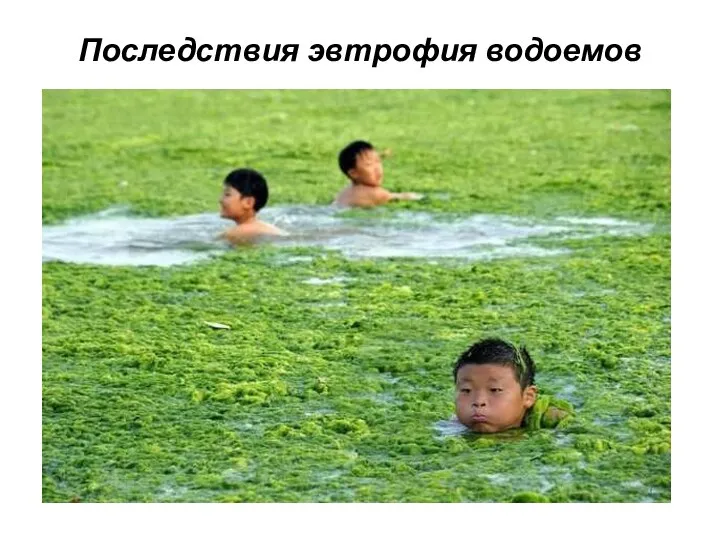 Последствия эвтрофия водоемов