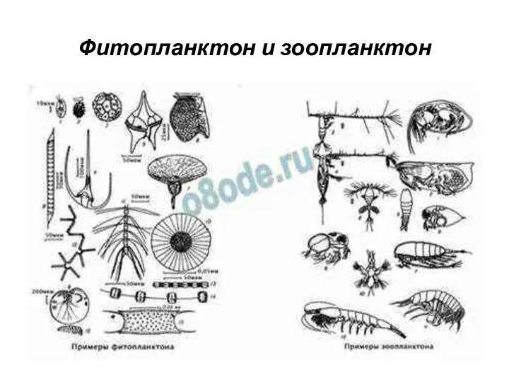 Фитопланктон и зоопланктон