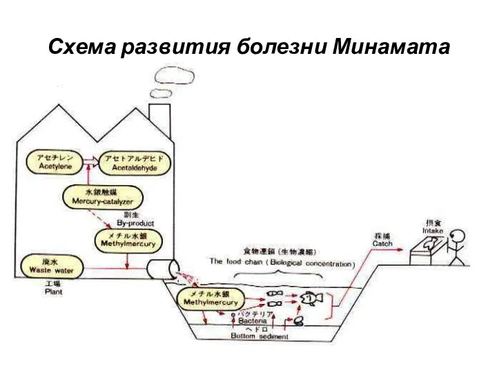 Схема развития болезни Минамата