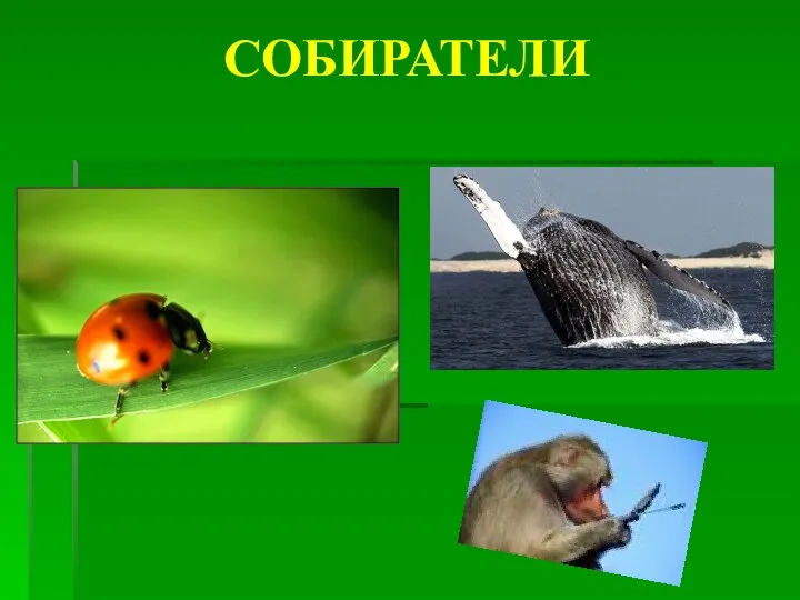 СОБИРАТЕЛИ