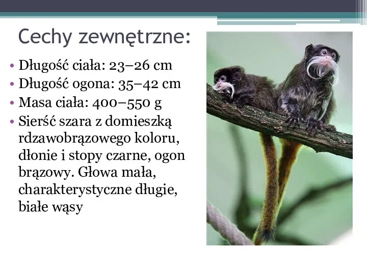 Cechy zewnętrzne: Długość ciała: 23–26 cm Długość ogona: 35–42 cm Masa ciała: