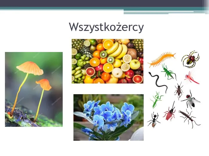 Wszystkożercy