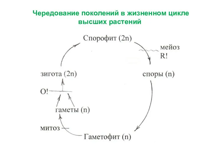 Чередование поколений в жизненном цикле высших растений