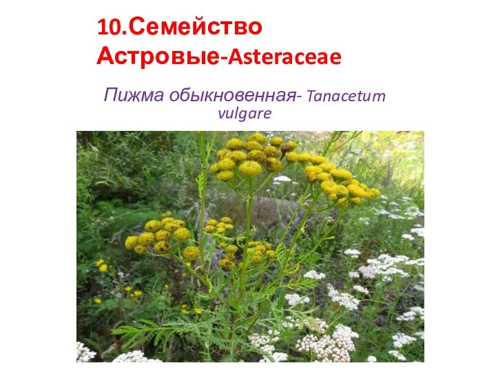 10.Семейство Астровые-Asteraceae Пижма обыкновенная- Tanacetum vulgare