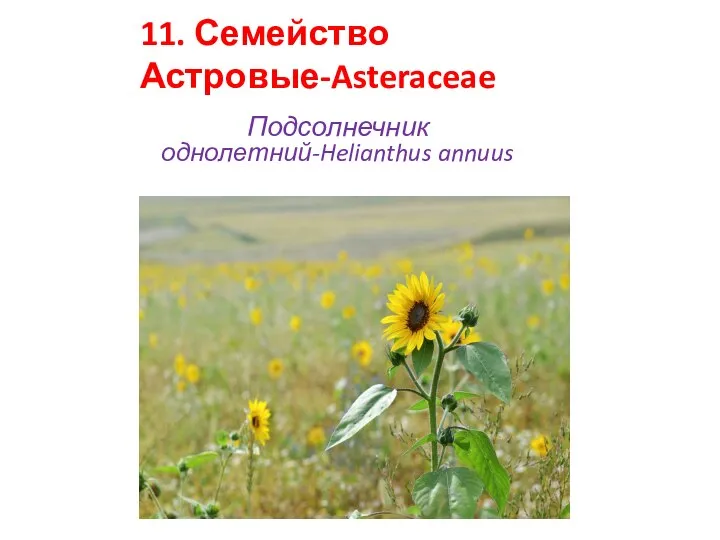 11. Семейство Астровые-Asteraceae Подсолнечник однолетний-Helianthus annuus