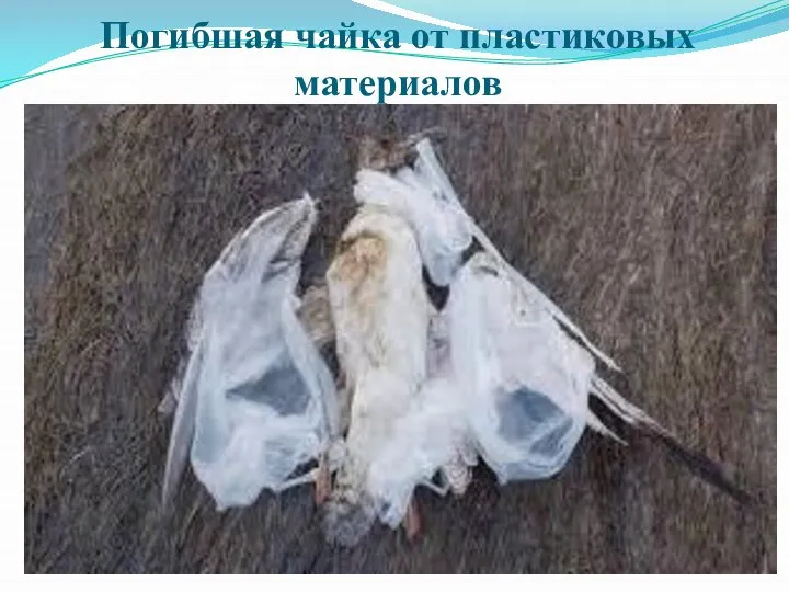Погибшая чайка от пластиковых материалов