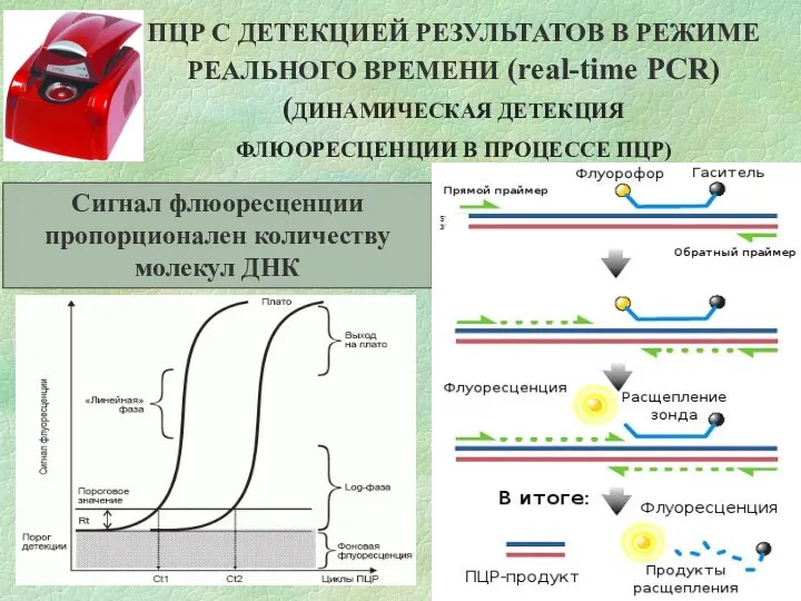 ПЦР С ДЕТЕКЦИЕЙ РЕЗУЛЬТАТОВ В РЕЖИМЕ РЕАЛЬНОГО ВРЕМЕНИ (real-time PCR) (ДИНАМИЧЕСКАЯ ДЕТЕКЦИЯ