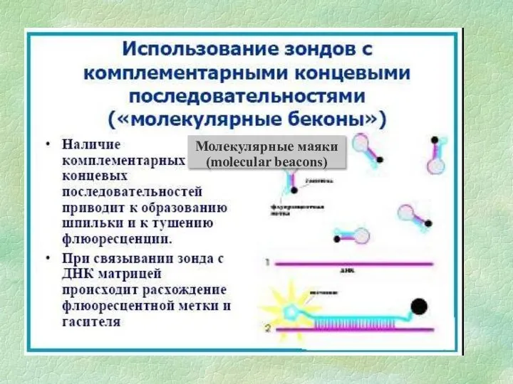 Молекулярные маяки (molecular beacons)