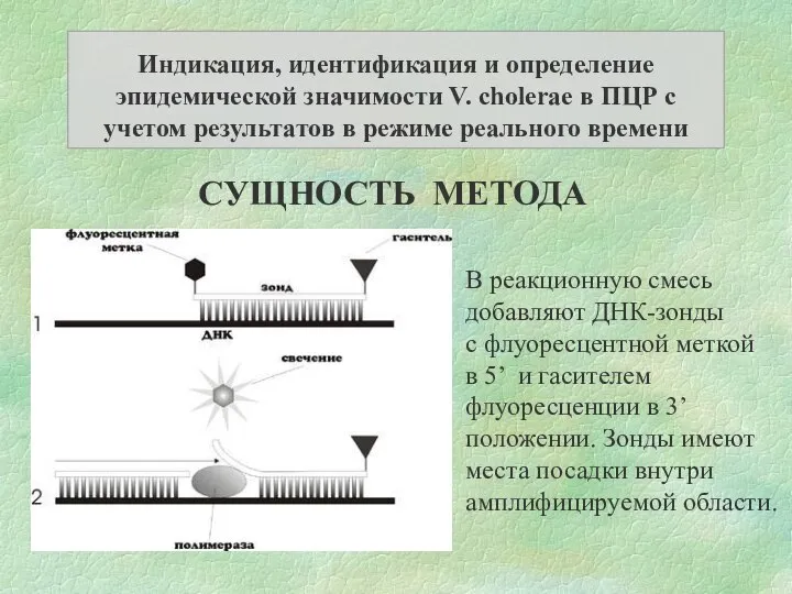 Индикация, идентификация и определение эпидемической значимости V. cholerae в ПЦР с учетом