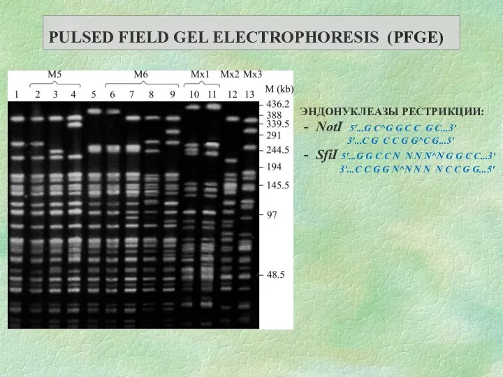ЭНДОНУКЛЕАЗЫ РЕСТРИКЦИИ: - NotI 5'...G C^G G C C G C...3' 3'...C