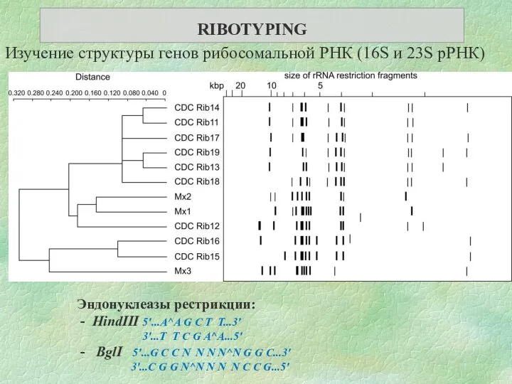 Изучение структуры генов рибосомальной РНК (16S и 23S рРНК) Эндонуклеазы рестрикции: -