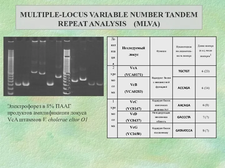 Электрофорез в 8% ПААГ продуктов амплификации локуса VcA штаммов V. cholerae eltor