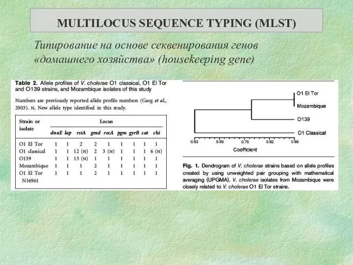 Типирование на основе секвенирования генов «домашнего хозяйства» (housekeeping gene) MULTILOCUS SEQUENCE TYPING (MLST)