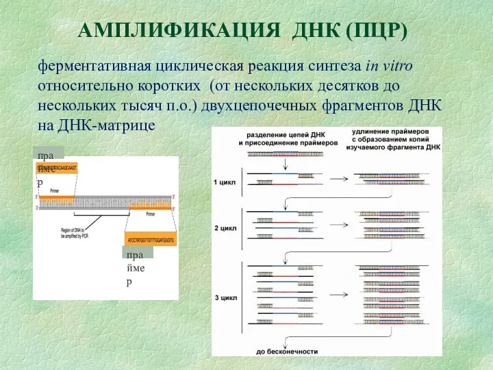 АМПЛИФИКАЦИЯ ДНК (ПЦР) ферментативная циклическая реакция синтеза in vitro относительно коротких (от