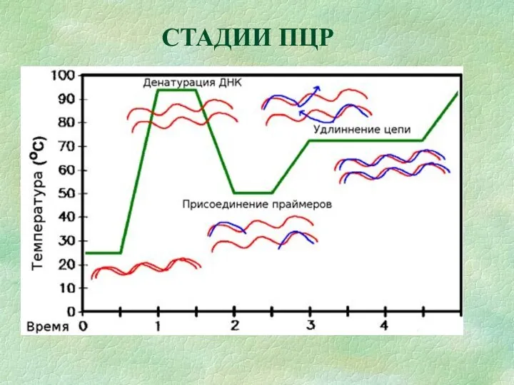 СТАДИИ ПЦР