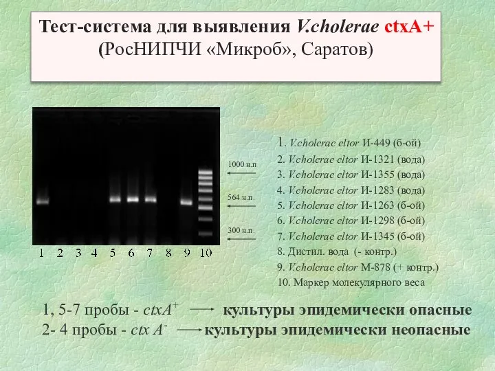 1000 н.п 564 н.п. 300 н.п. 1. V.cholerae eltor И-449 (б-ой) 2.