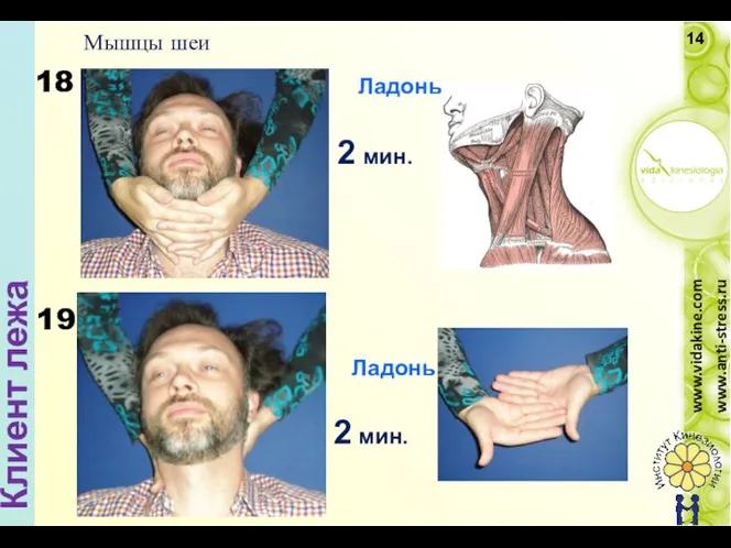 Músculos cuello - Anterior Como: Palma mano - oval Músculos cuello -